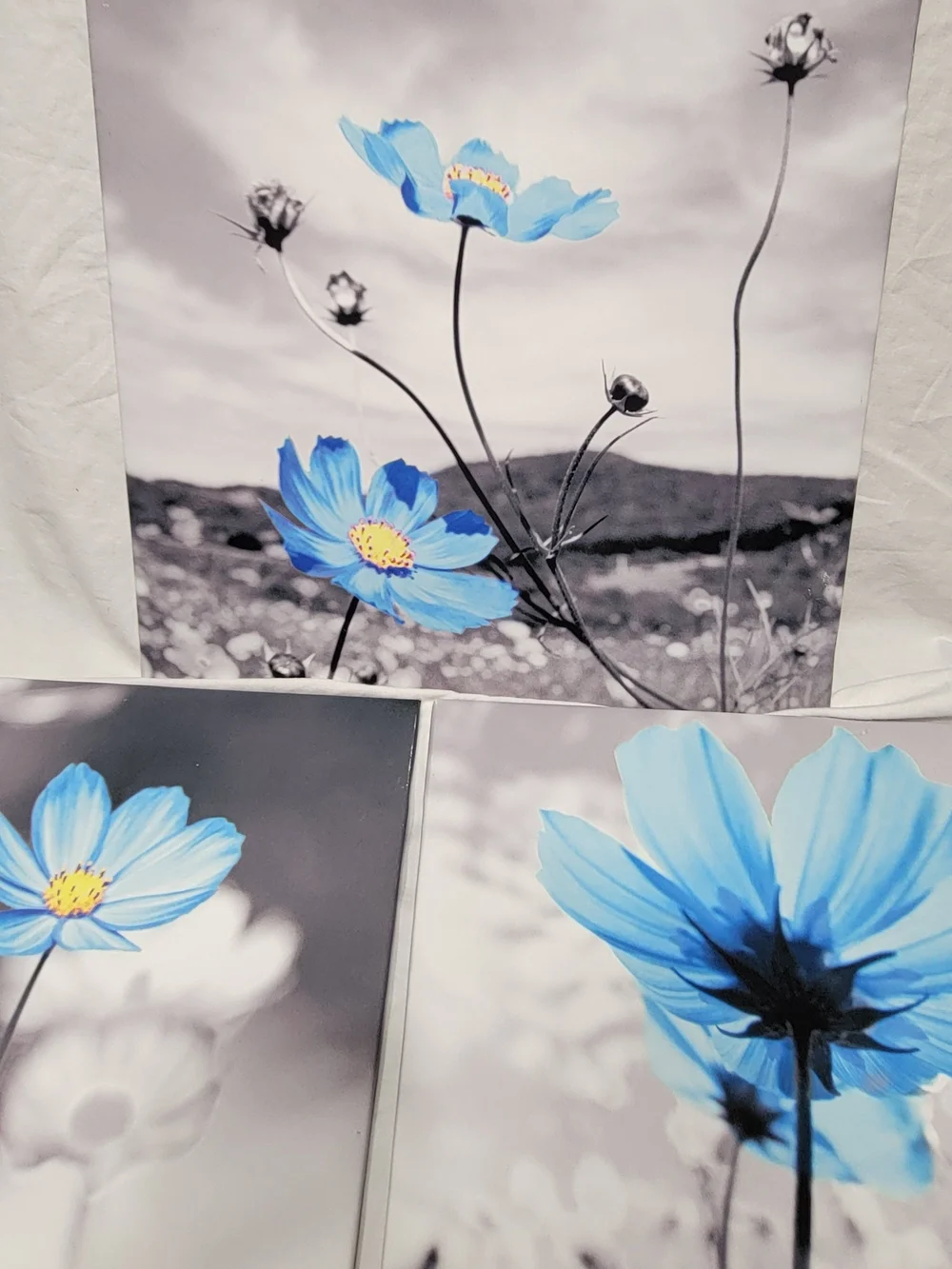Blue Flower Canvas Print 3 Piece Set, Black/White Background, Ready to Hang